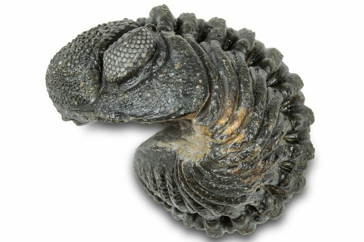 Wide Enrolled Morocops Trilobite - Morocco #310750